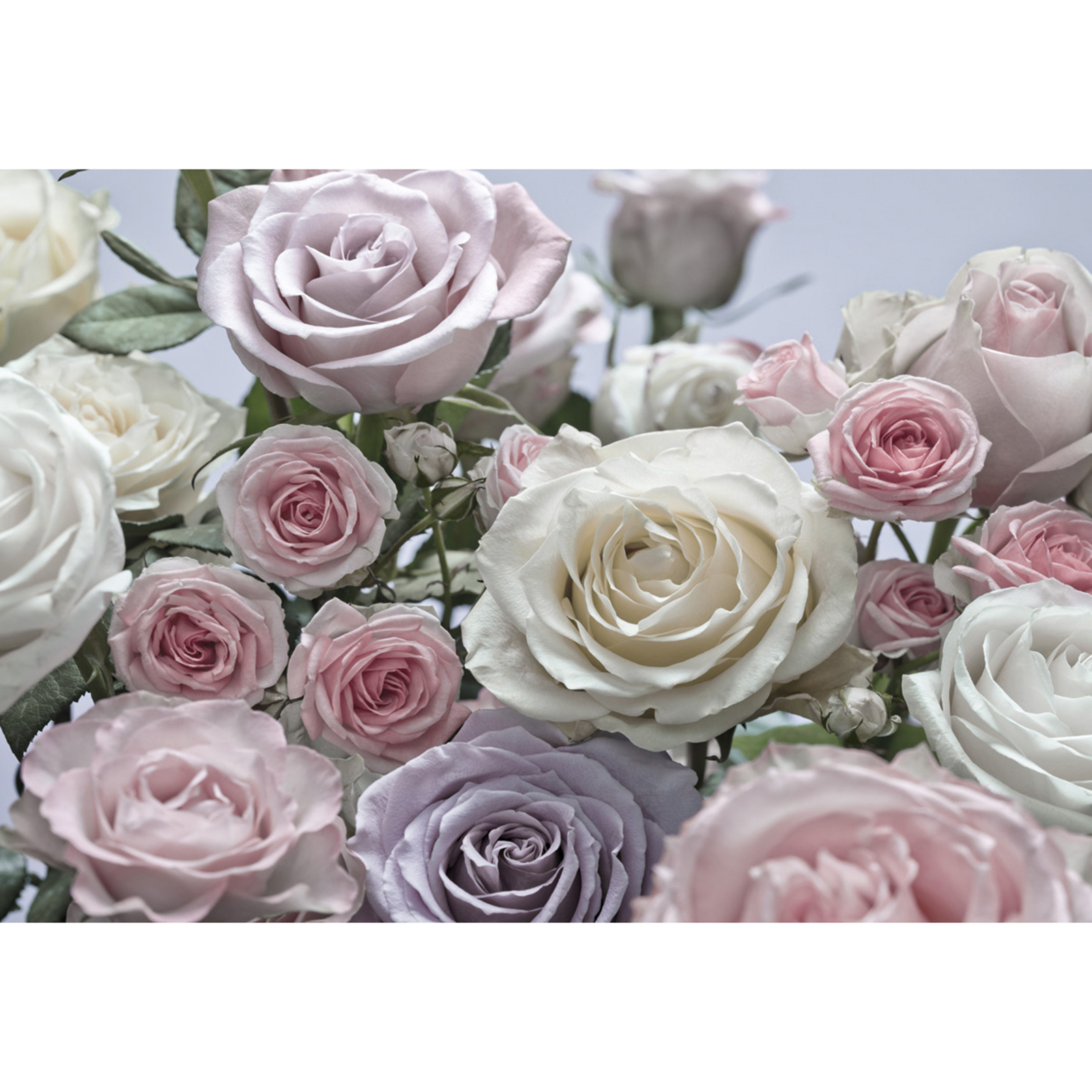 Papier-Fototapete FLORAISON - rosa-weiß-lila - 368x254 cm