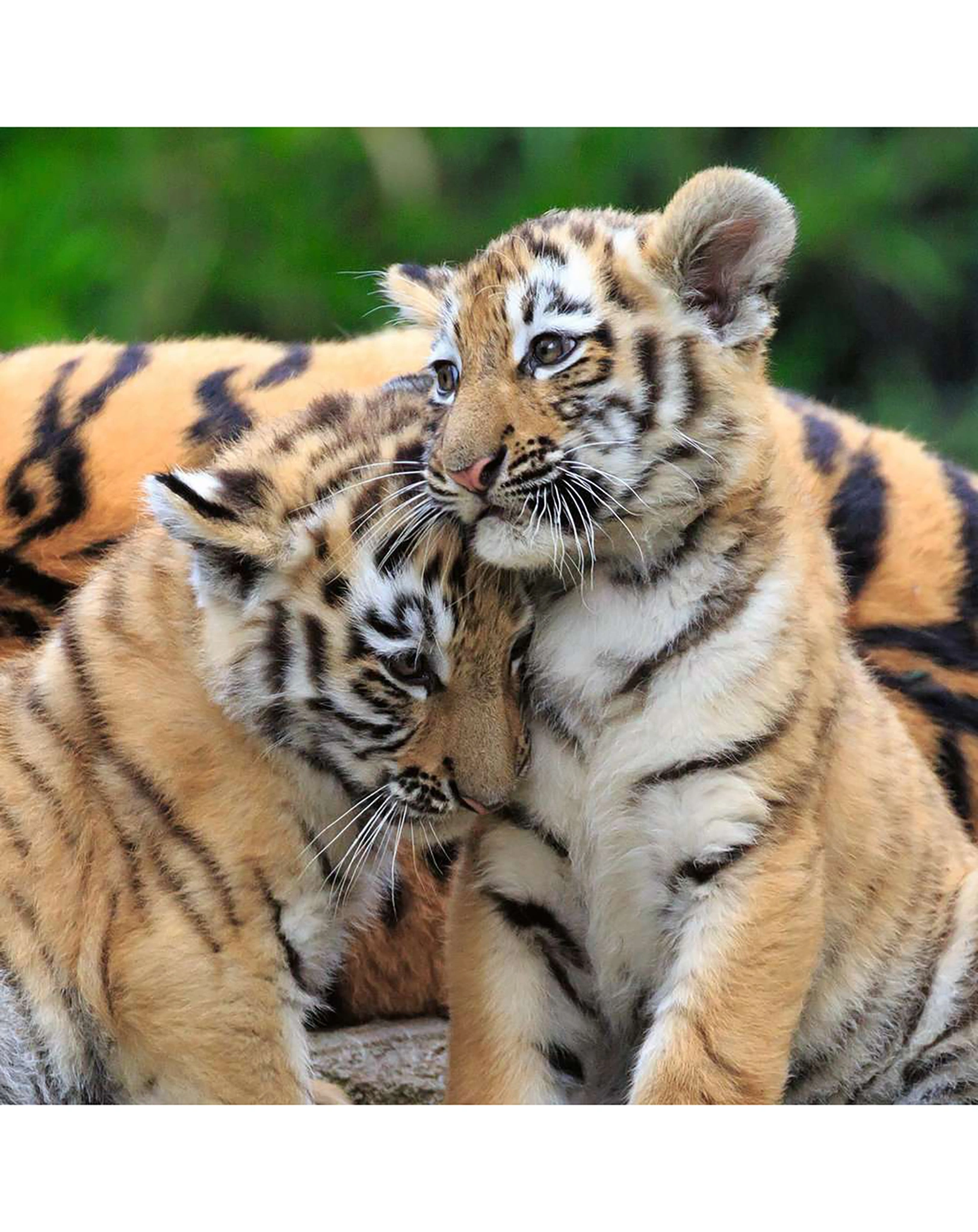 Puzzle PANDA, TIGER & LÖWE 3x49-teilig