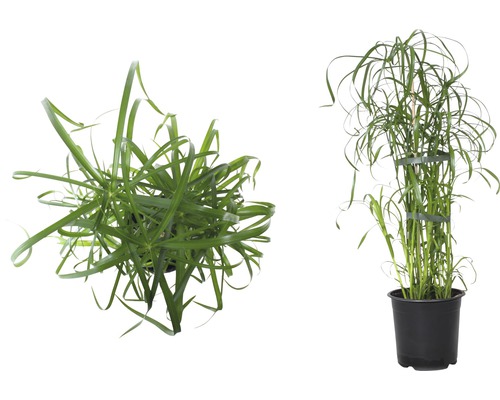 Cyperus alternifolius FloraSelf H 45-55 cm Ø 14 cm pot