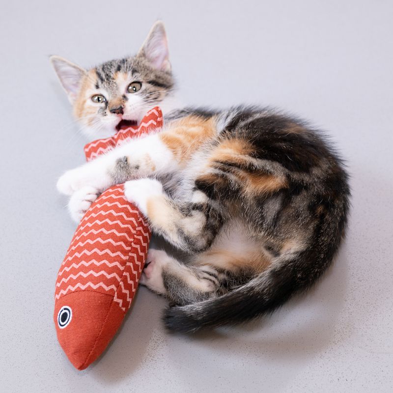 Jouet Modern Living Poisson Cadaques pour chat