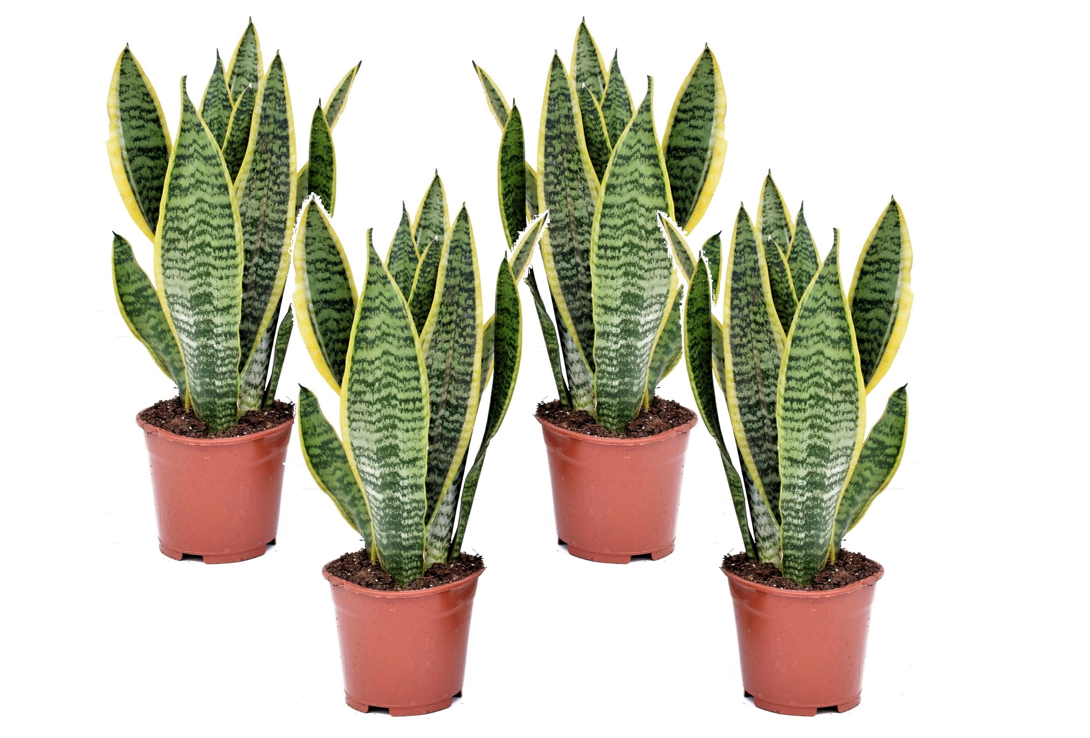 Sansevieria laurentii - set de 4 - langue femelle - pot 12cm - hauteur 30-40cm