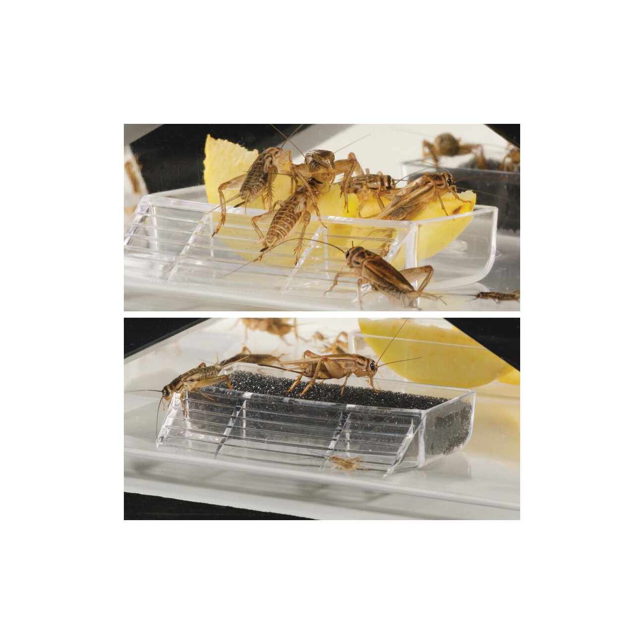 Exo Terra Cricket Box S