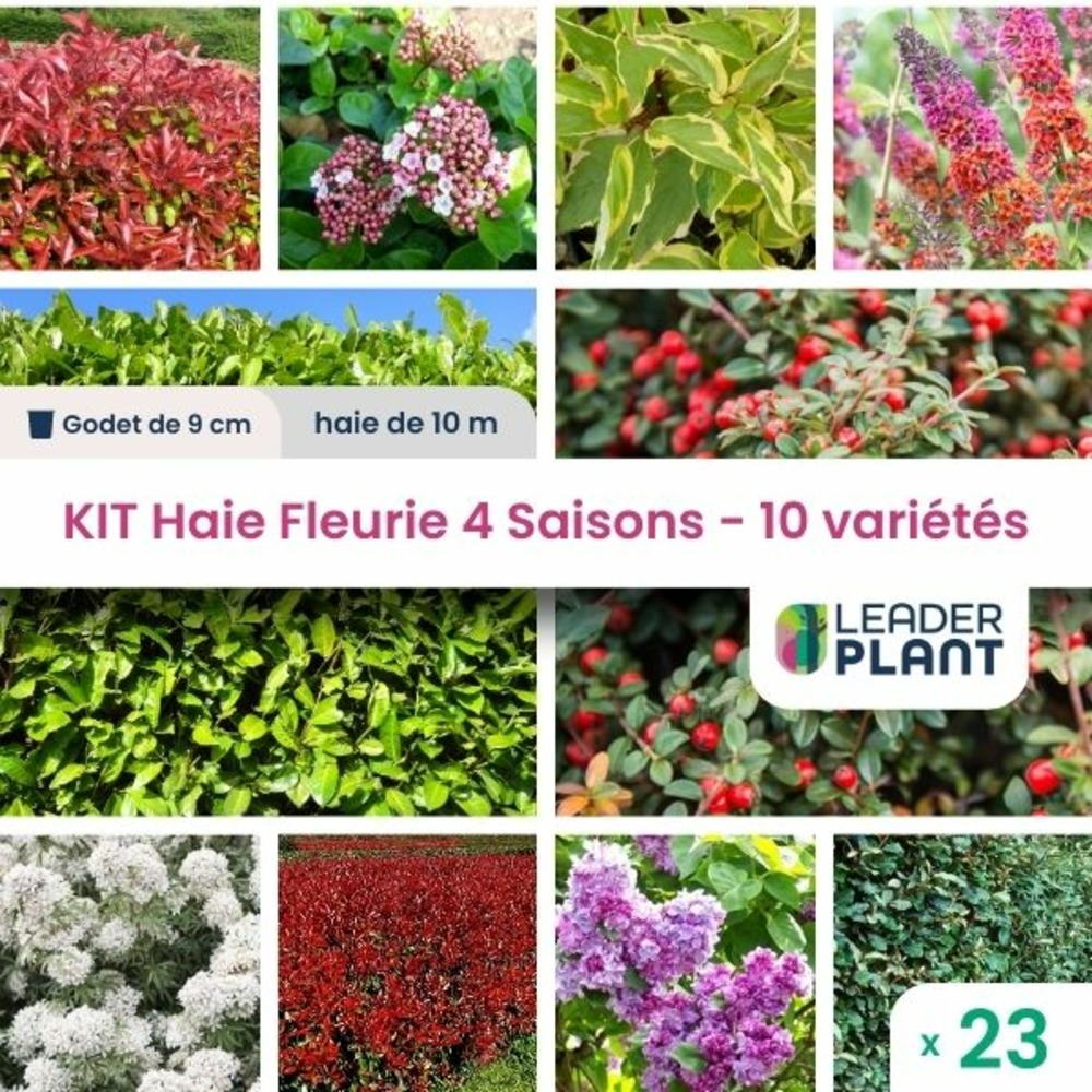 Kit haie fleurie 4 saisons - 10 variétés – lot de 23 plants en godet