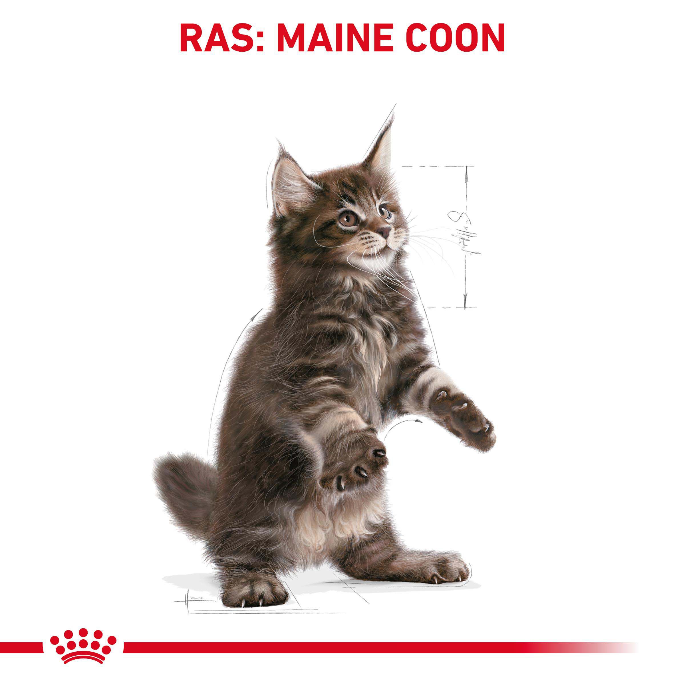 Royal Canin Maine Coon Kitten - Kattenvoer - 2 Kilogram - Gevogelte