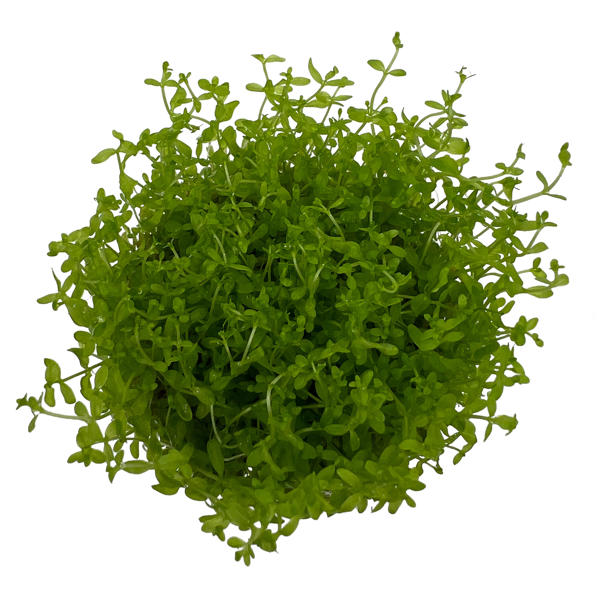Waterplant Micranthemum glomeratum in-vitro