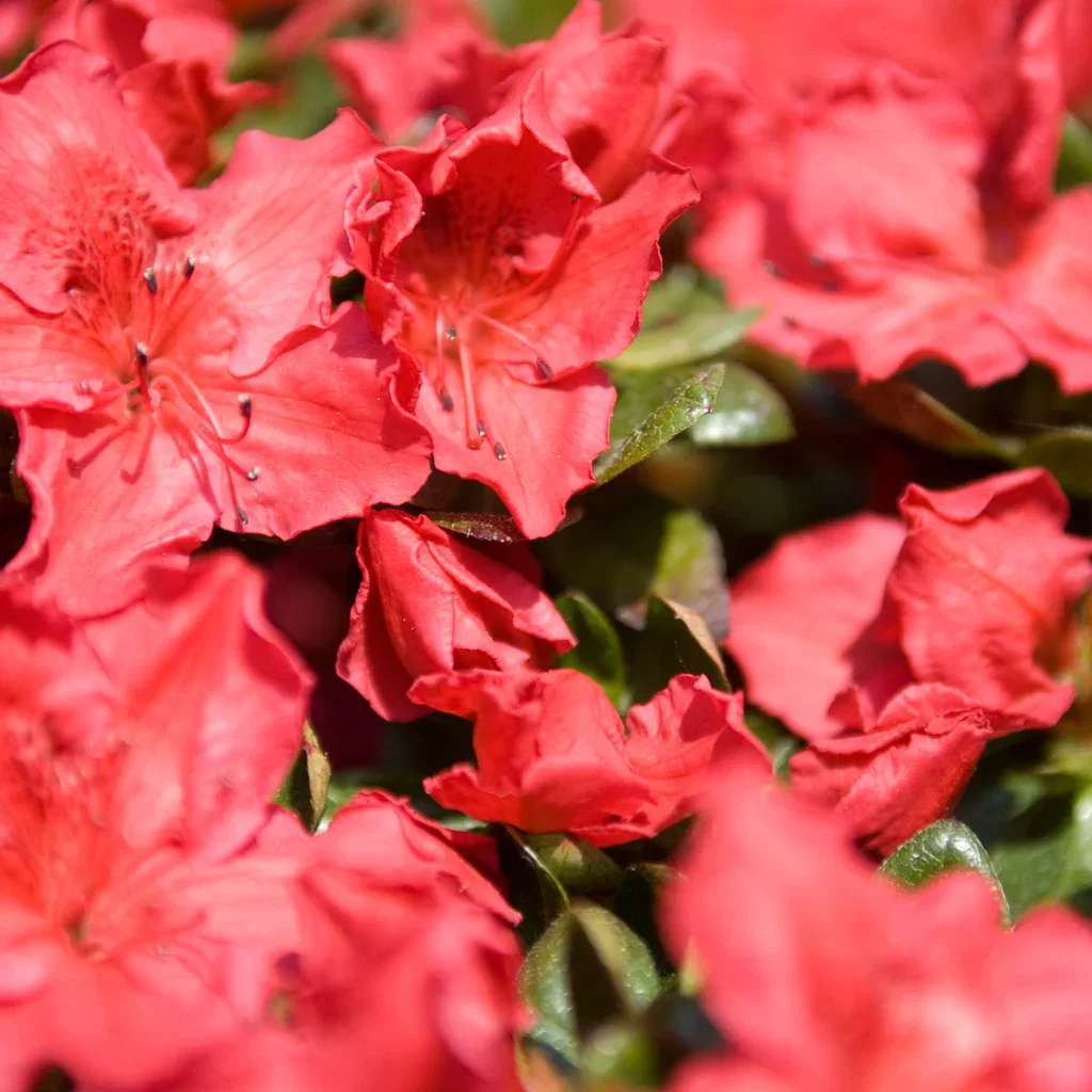Rhododendron (Japanese Azalea-Group) 'Little Red' Asalea 'Little Red' Ø17 cm