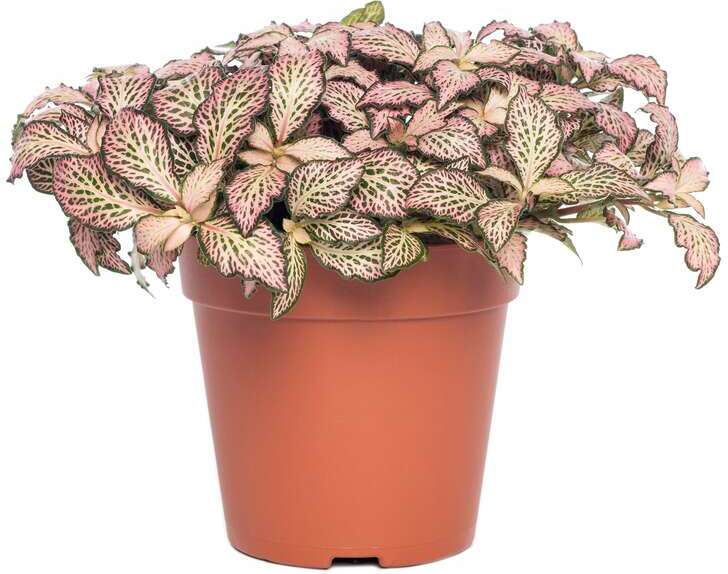 Mozaïekplant (Fittonia mozaic 'Pink Forest Flame') D 8,5 H 10 cm