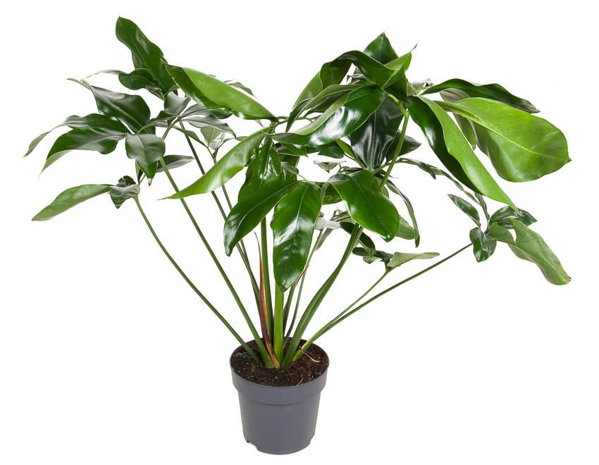 Plante d'intérieur - philodendron green wonder 100.0cm
