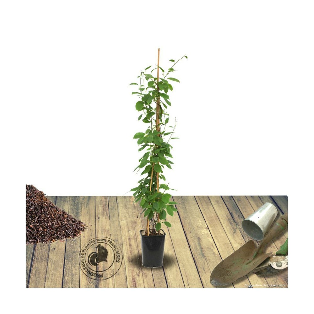 Kiwi de sibérie arguta issaï (autofertile) bio/actinidia arguta issaï (autofertile) bio[-]pot de 3l - ab