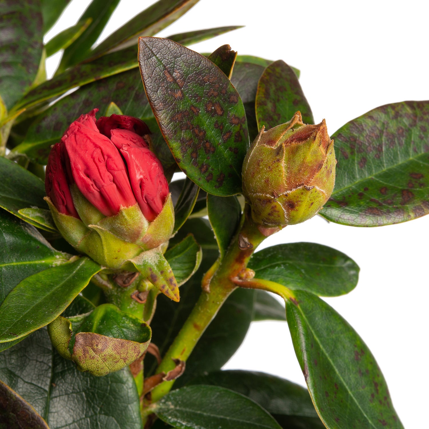 Rhododendron (Rhododendron 'Nova Zembla') D 19 H 25 cm