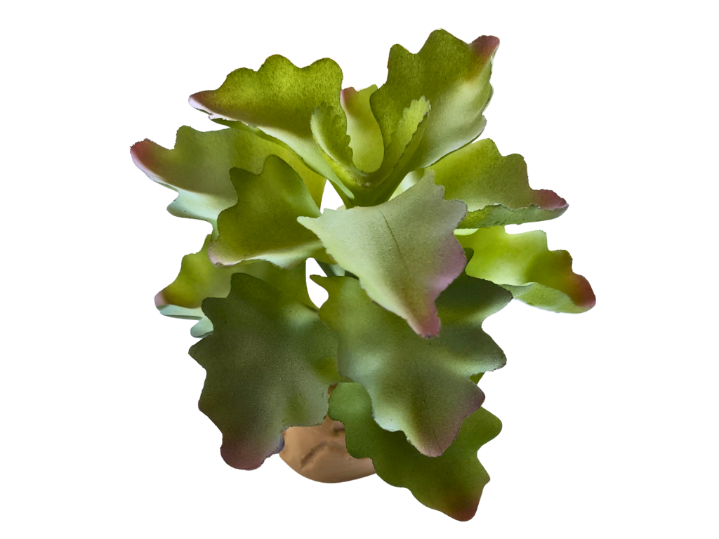 Planta Kalanchoe para decoração de terrário