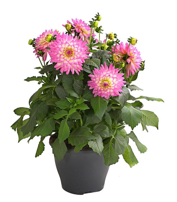 Dahlie, verschiedene Farben