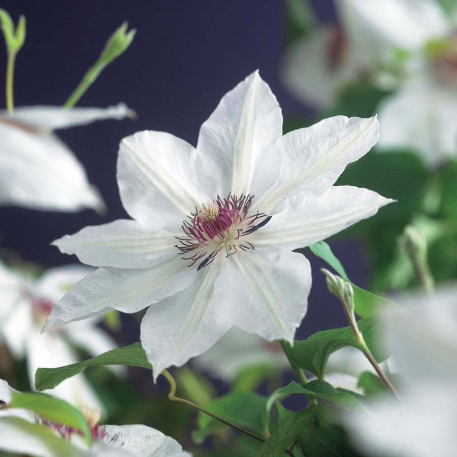 Bosrank (Clematis 'Miss Bateman') D 16 H 75 cm