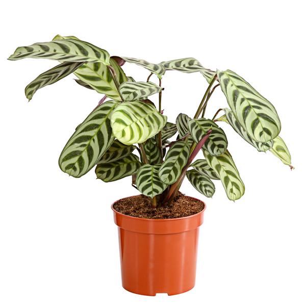 Marante - Ctenanthe burle-marxii