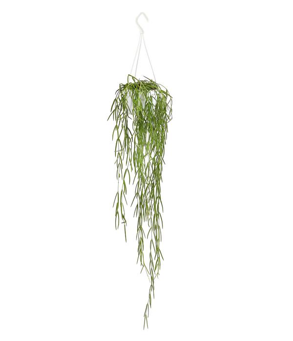 Wachsblume - Hoya linearis, Ampel