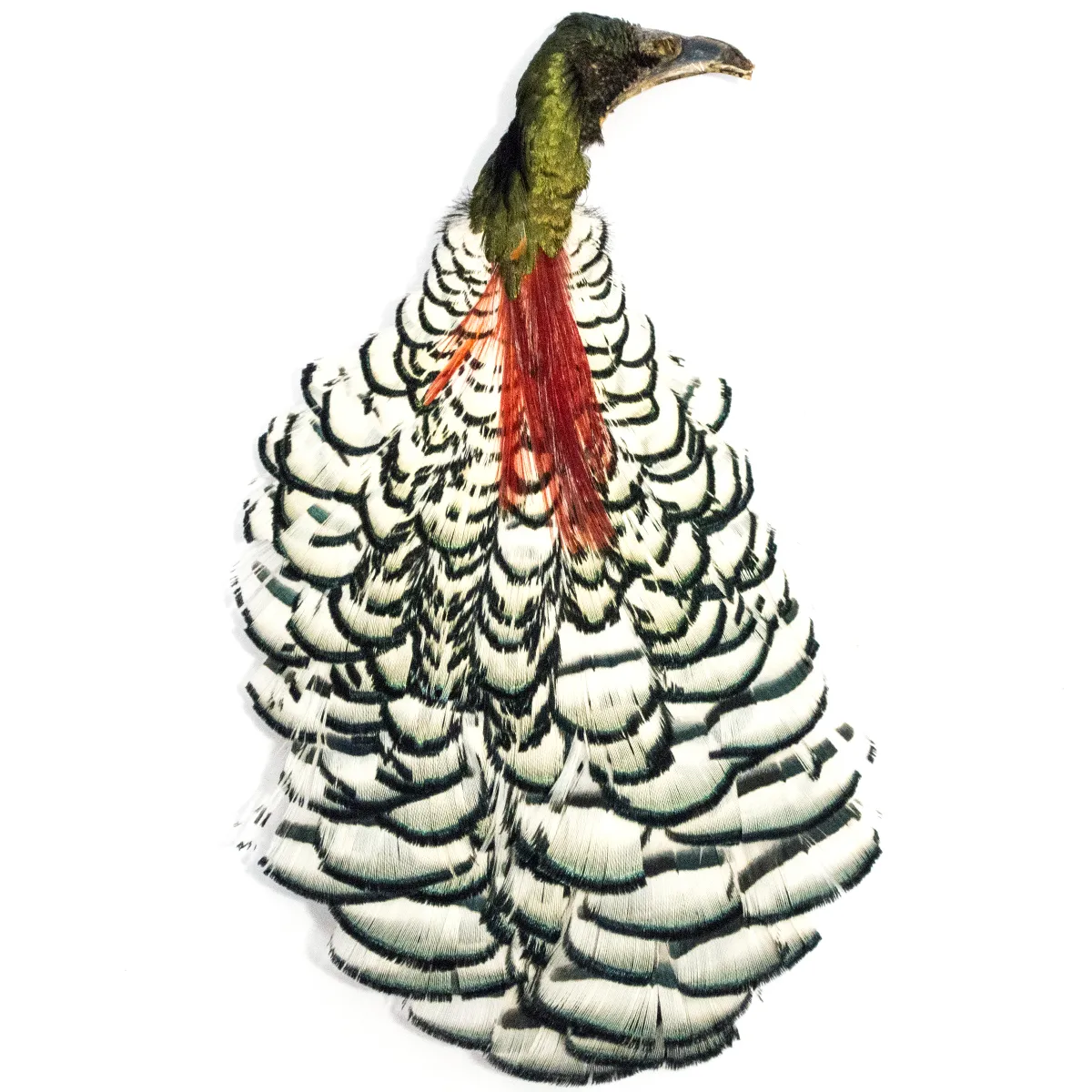 Veniard Amherst Pheasant Complete Head No.1 Diamantfasan Komplett Hode