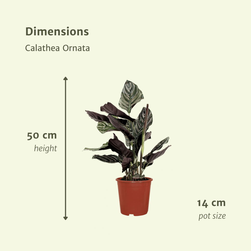 Plante d'intérieur - calathea ornata - lot de 2 50cm