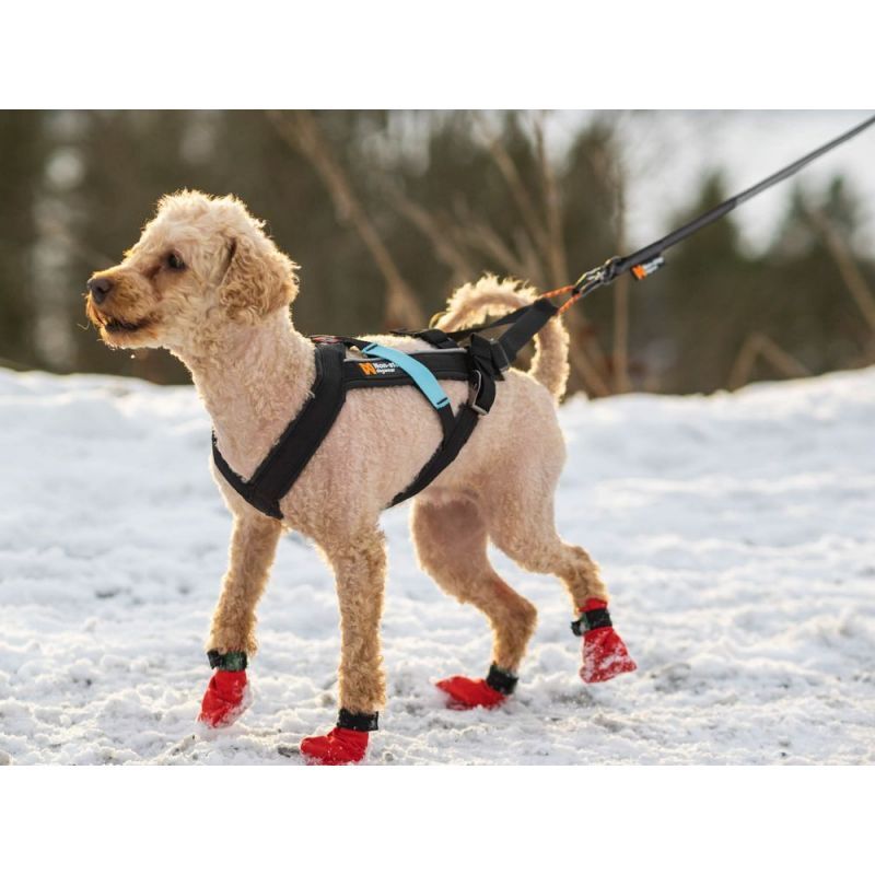 Freemotion - Harnais pour chien