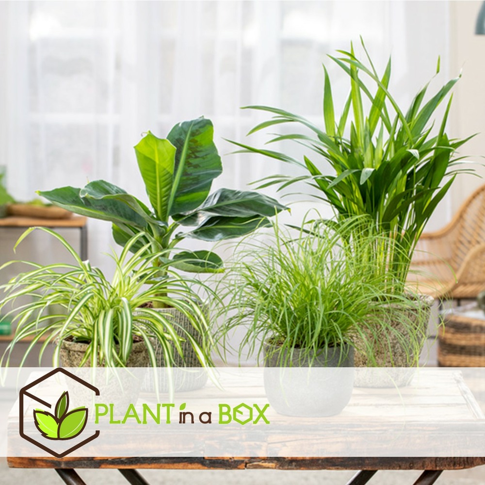 Plantes d'intérieur amies des animaux - mix de 4 - pot 12cm - hauteur 20-40cm