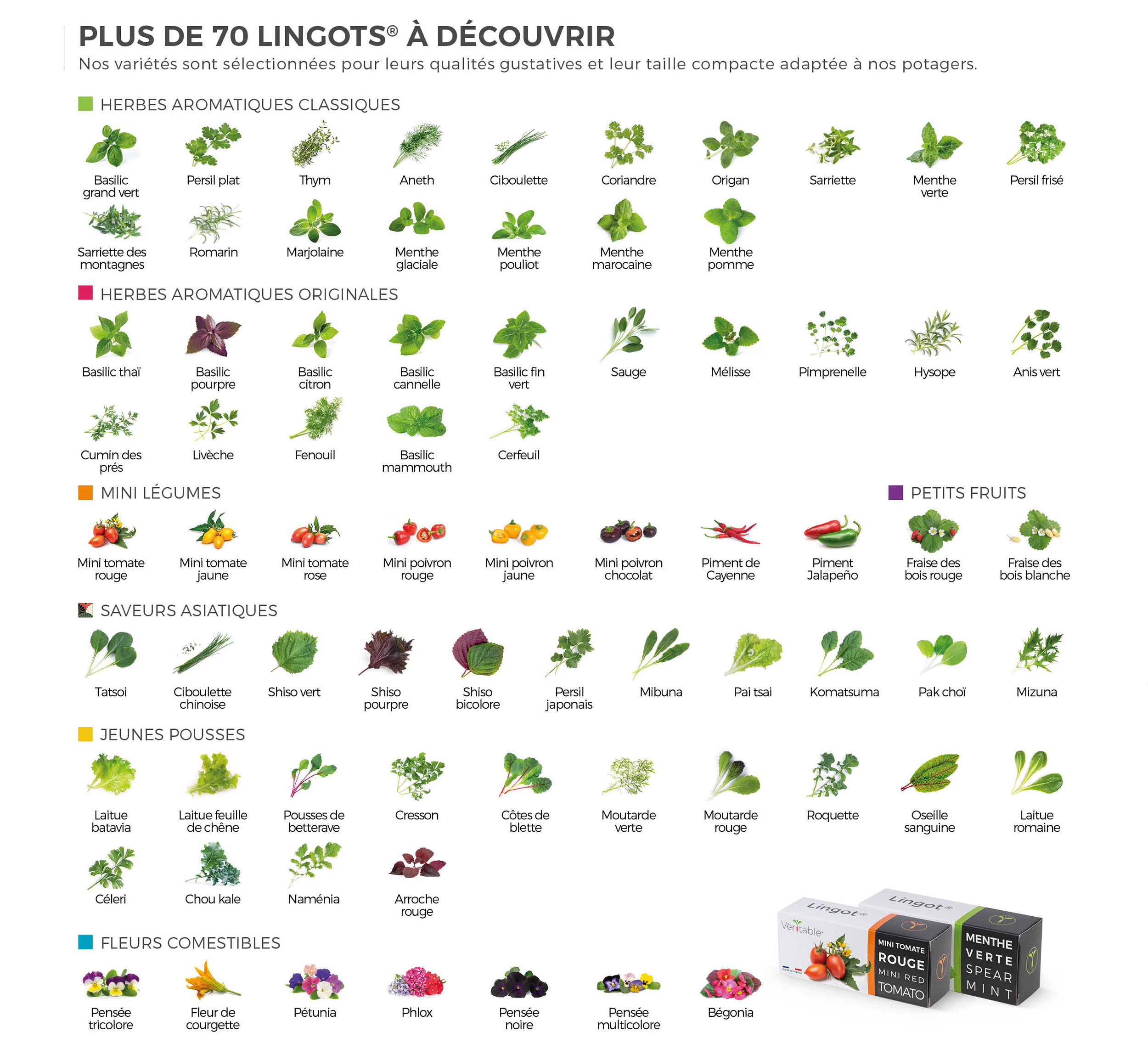 Lingot bégonia - recharge prête à l'emploi