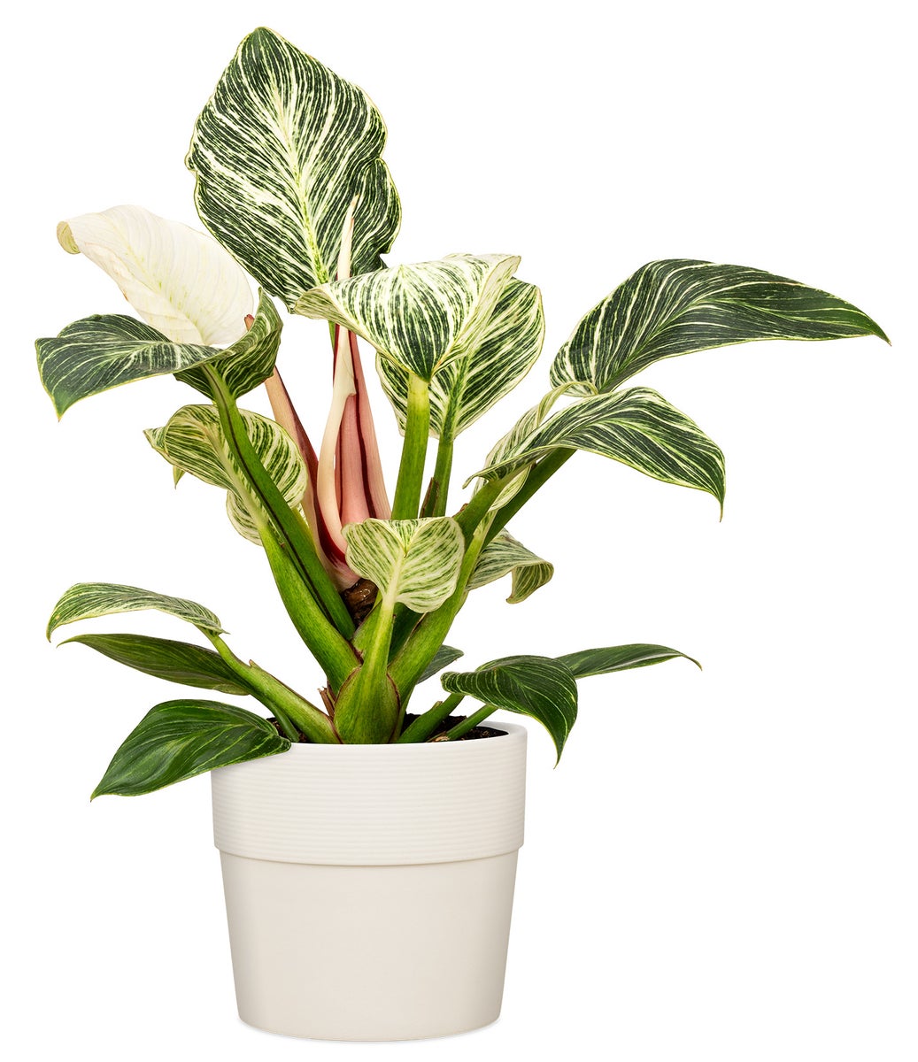 Scheurich Groove 40, bloempot/plantenbak, rond, gemaakt van kunststof, kleur: Avorio, 38 cm diameter, 35,2 cm hoog, inhoud 50,8 l.