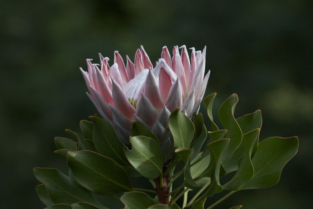 Kit cadeau - protée royale - 5 graines - protea cynaroides