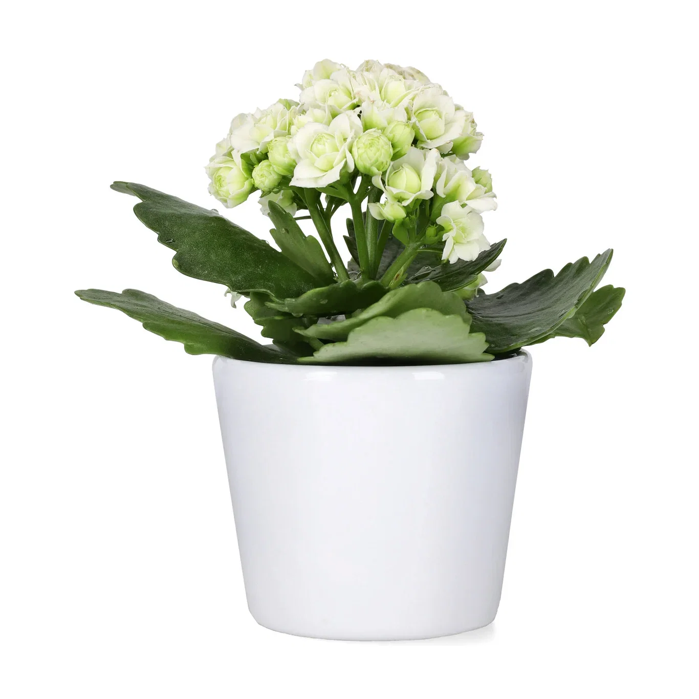 Kalanchoe mini White 6cm Ildtopp Høyde 10 cm