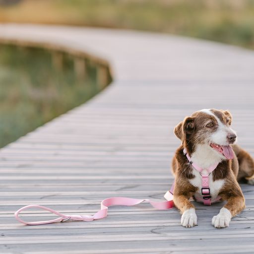 Guia de nylon rosa claro para cães