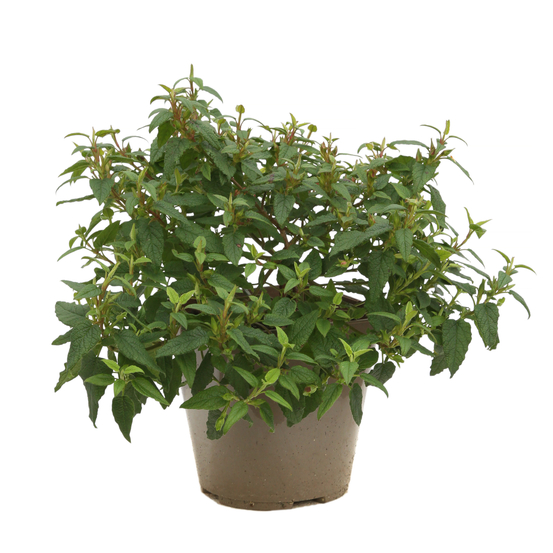 Cistus x corbariensis : ctr 3 litres