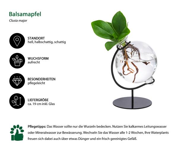 Waterplant Balsamapfel Victoria im Kugelglas -
