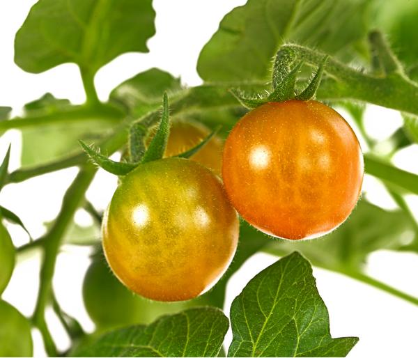 Pick-a-Tom® Cocktailtomate 'Candy' mit