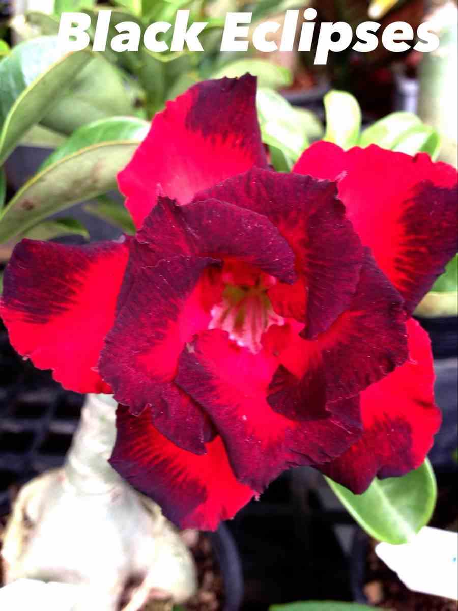 Adenium obesum cv.black eclipses rouge - taille caudex d'environ 300g 20/25cm