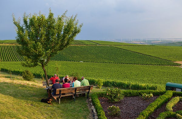 Weinwanderung Ingelheim am Rhein