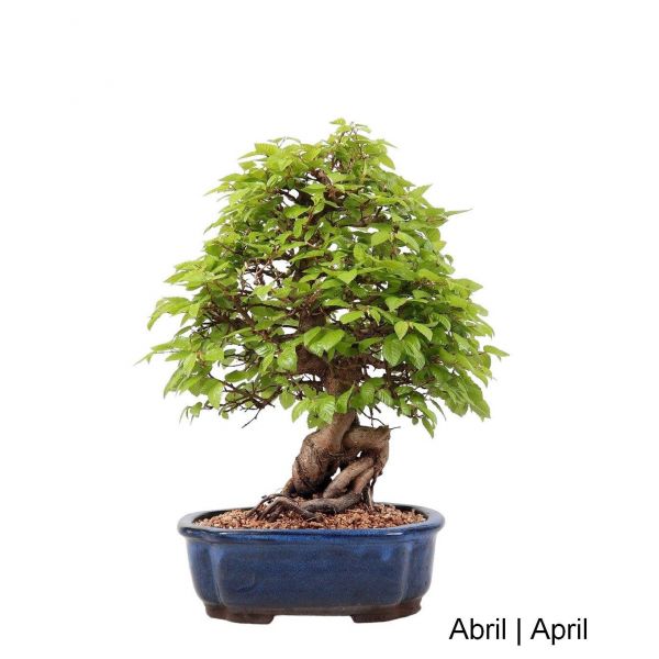 Luso Bonsai Carpinus Bonsai de 29 anos - 53452B