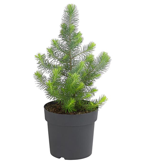 Pinie 'Silver Crest'