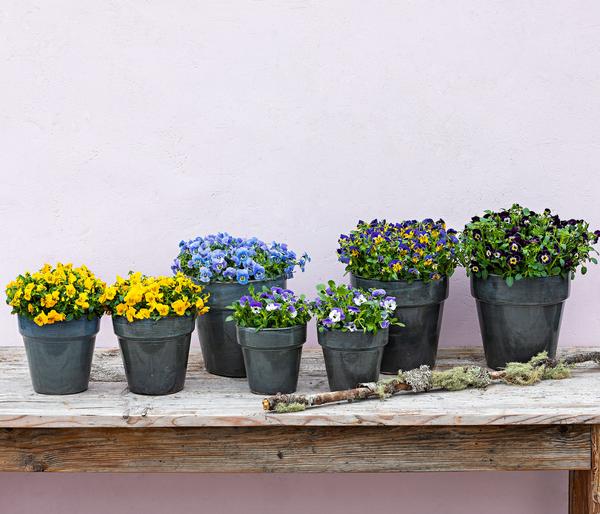 Hornveilchen, verschiedene Farben