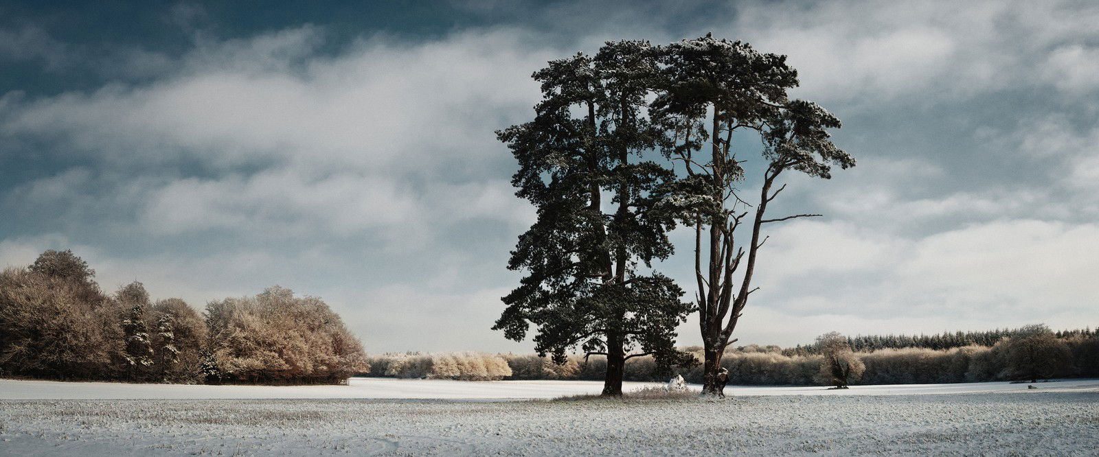 Trees, St Giles Park, Winter View by Justin Barton - Limited Edition. Edition of: 150. Signed.