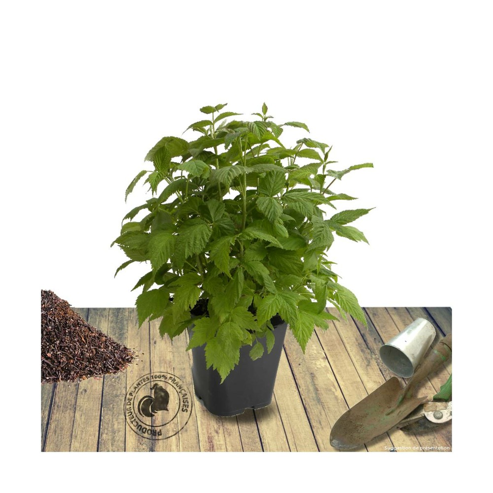 Framboisier idaeus glen coe/rubus idaeus glen coe[-]pot de 5l - 40/60 cm