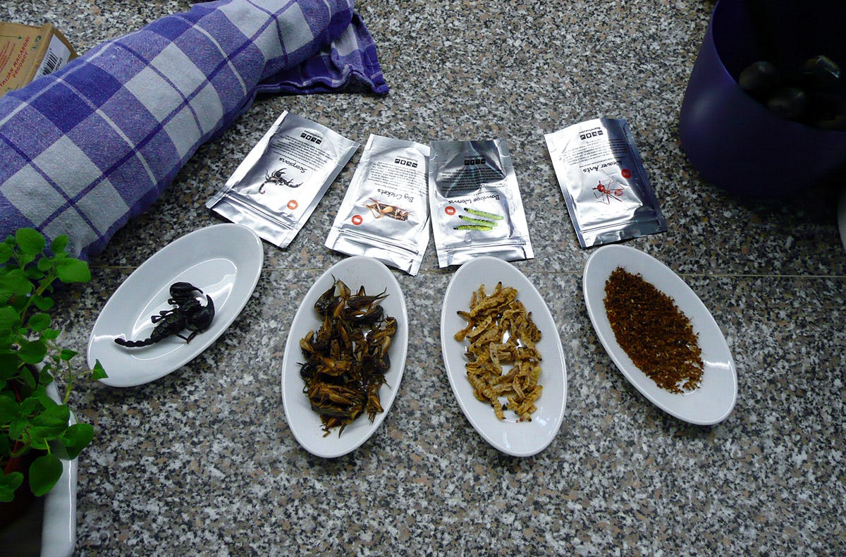 Insekten Kochkurs in Schwetzingen als Geschenk