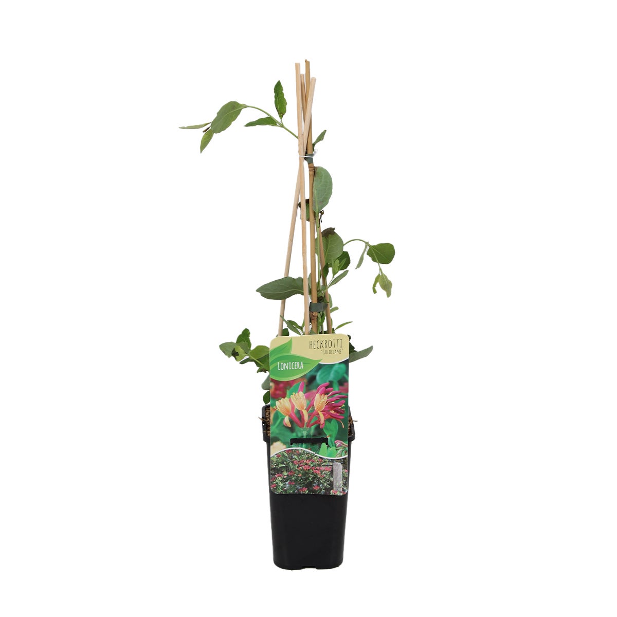 Bloomique – Lonicera Heckrottii Goldflame – Kamperfoelie – Rood, Geel – Klimplanten – Tuinplanten – Winterhard – Potmaat 15 cm – Hoogte 70–80 cm