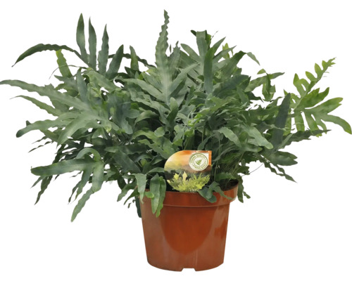 FloraSelf varenmix, pot Ø 26 cm, 35-jarig jubileumeditie, gesorteerd, willekeurige selectie van soorten