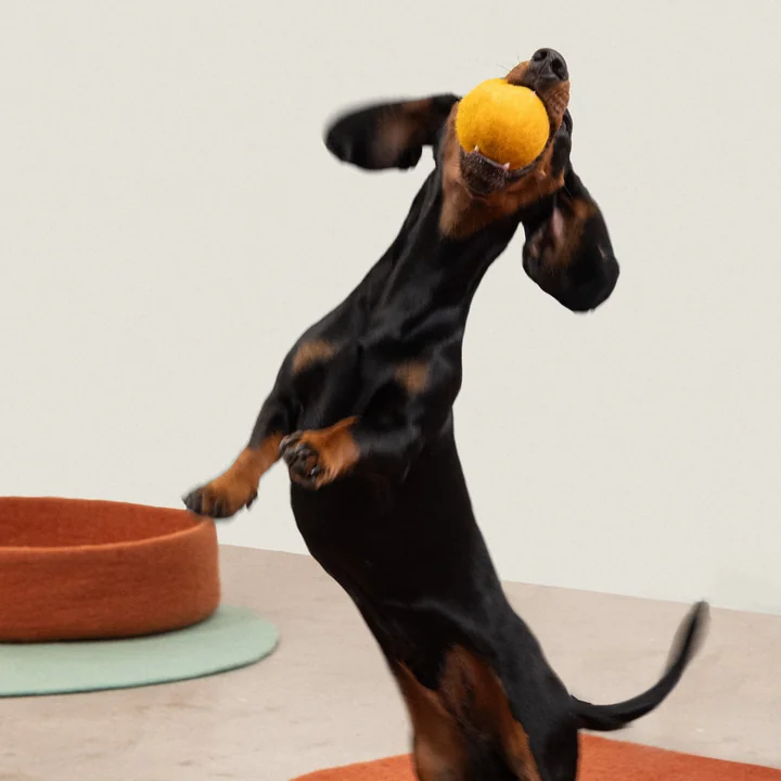 myfelt - Risa & Kuno Hundespielzeug, Ball Set, ockergelb / anthrazit