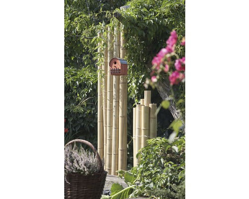 Bamboebuis Ø 4-5 cm, lengte 200 cm