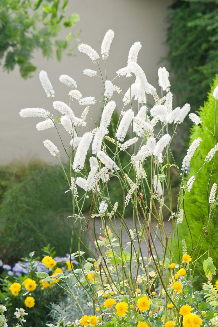 Zilverkaars (Actaea simplex White Pearl) D 11 H 20 cm