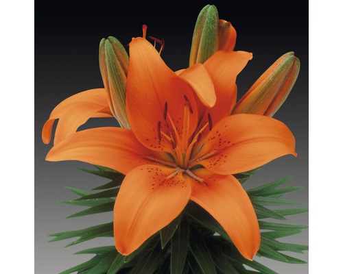 Aziatische Lelie FloraSelf Lilium asiatic Ø 19 cm pot