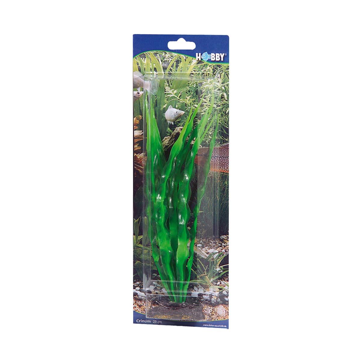 Hobby Crinum