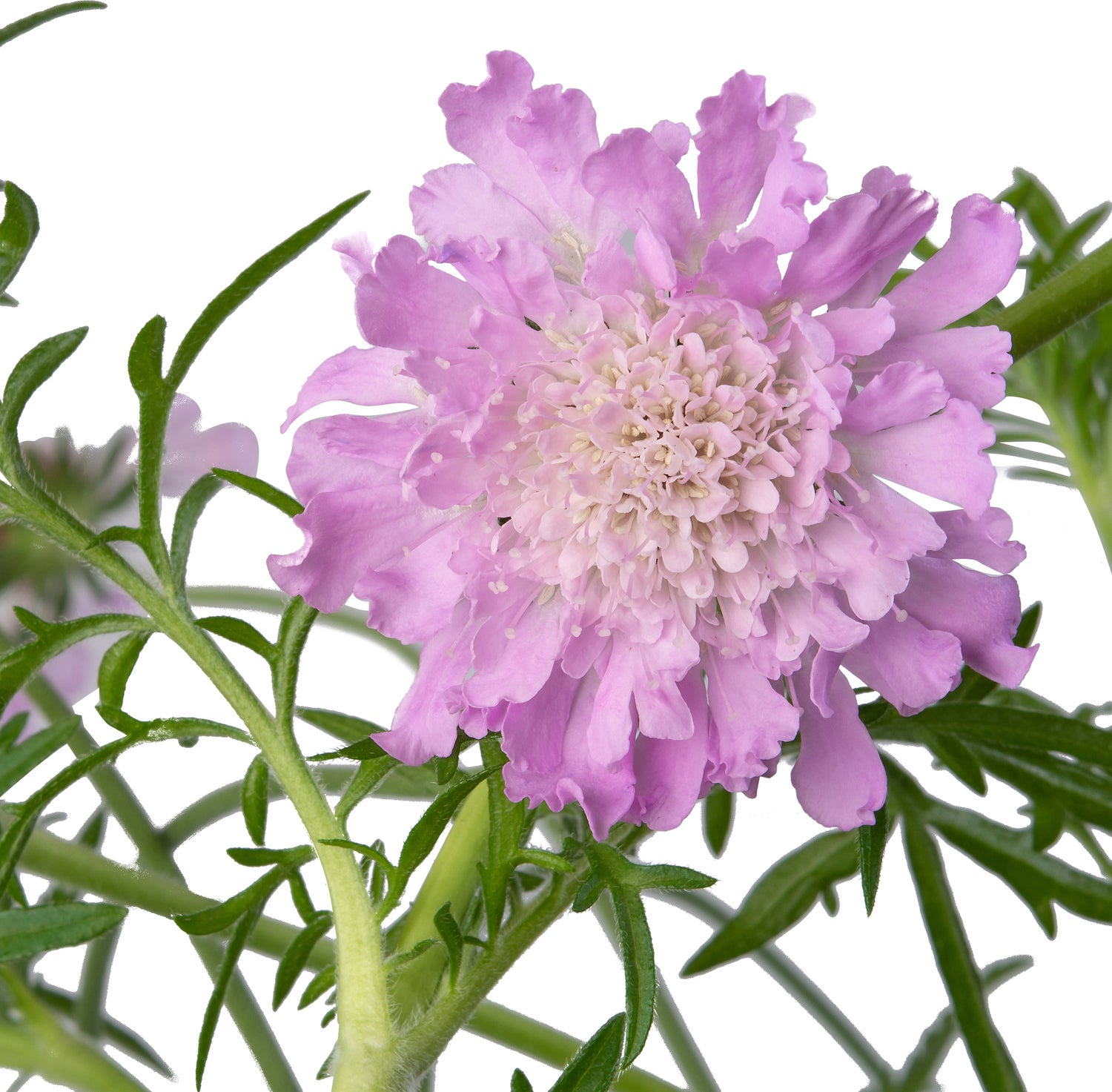 Duifkruid (Scabiosa colombaria 'Pink Mist') D 17 H 30 cm