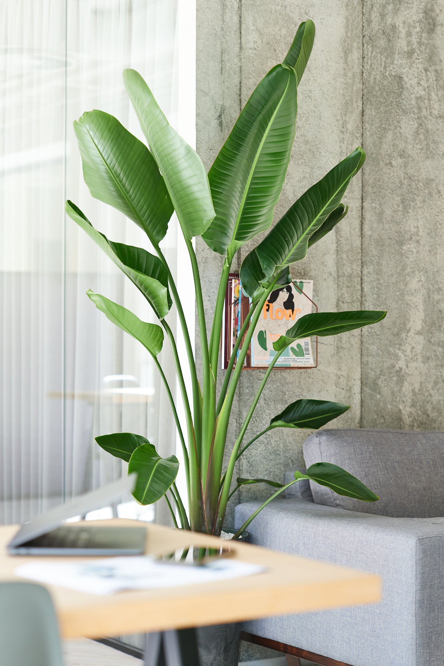 Paradijsvogelplant (Strelitzia nicolai) D 27 H 150 cm