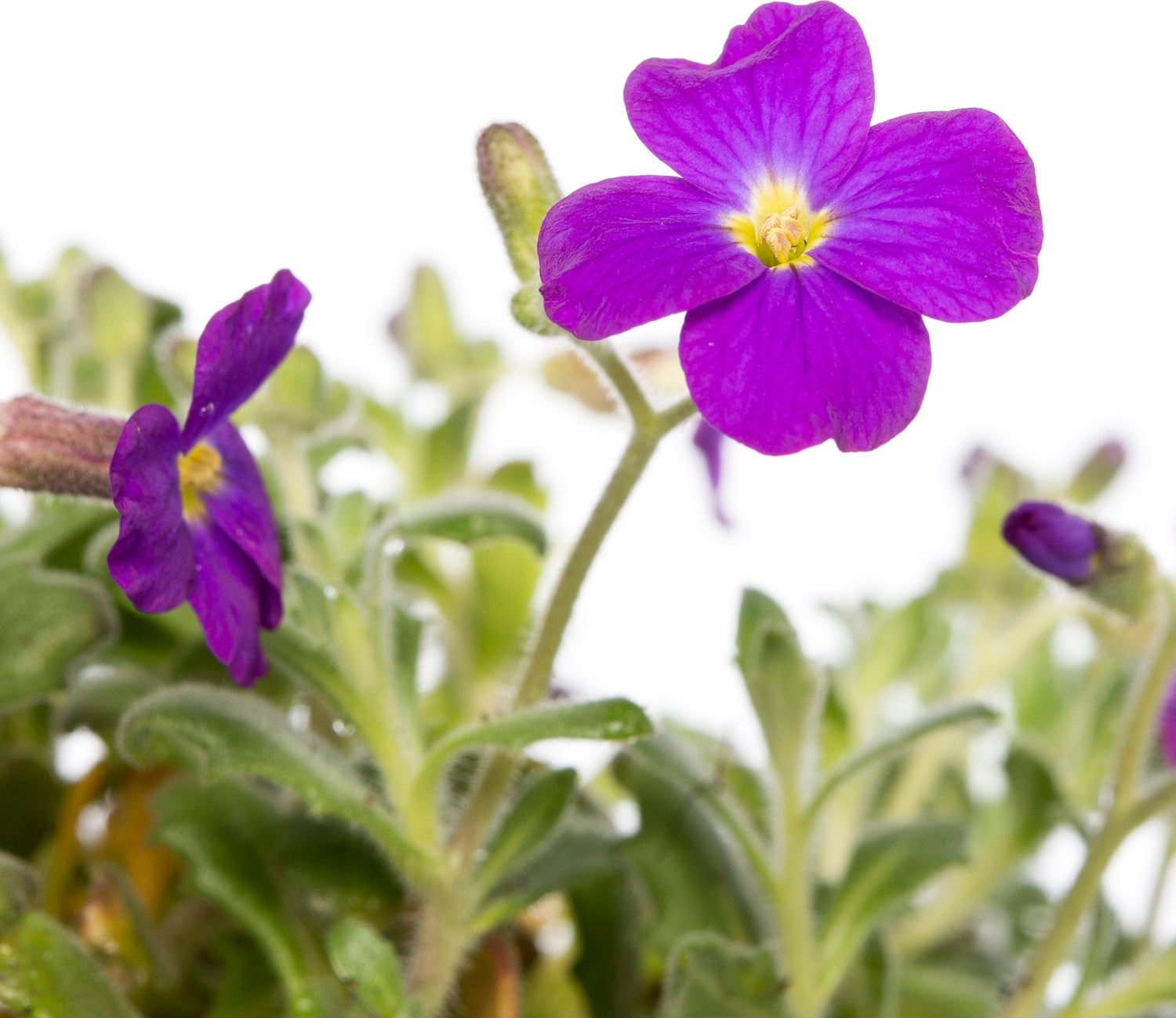 Blauwkussen (Aubrieta 'Cascade Purple') D 9 H 5 cm