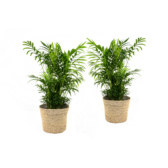Palmier, Chamaedorea elegans - pot D17cm